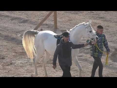 ميدان الاصايل للسباقات الجولة السادسة من جولات السباق لموسم 2024 2025 على ميدان الاصايل