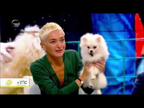 ცხოველების ბაზრობა, დიღმის ბაზარი, ძაღლების ბაზრობა. დიღმის ბაზრობის ძაღლები Dighomi Market Dogs.