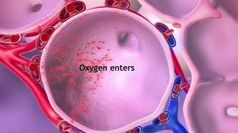 Oxygen & CO2 Exchange  Learn@Visible Body