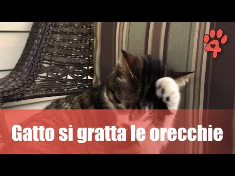 Video: Perché Il Gattino Si Gratta Le Orecchie E Scuote La Testa?