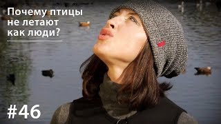 Почему Птицы Не Летают Как Люди? // Всё Как У Зверей #46