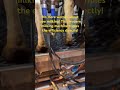 No more worries about cow milking! #agtech #Dairyfarming #milking machine#farmlife #modernfarming