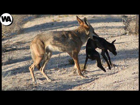 Видео: Койотите ядат ли рогове?
