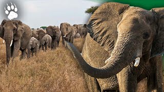 L'éléphant d'Afrique en danger d'extinction - Braconnage - Documentaire animalier - AMP
