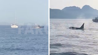 Un grupo de orcas 'ataca' a un velero cerca de Benítez