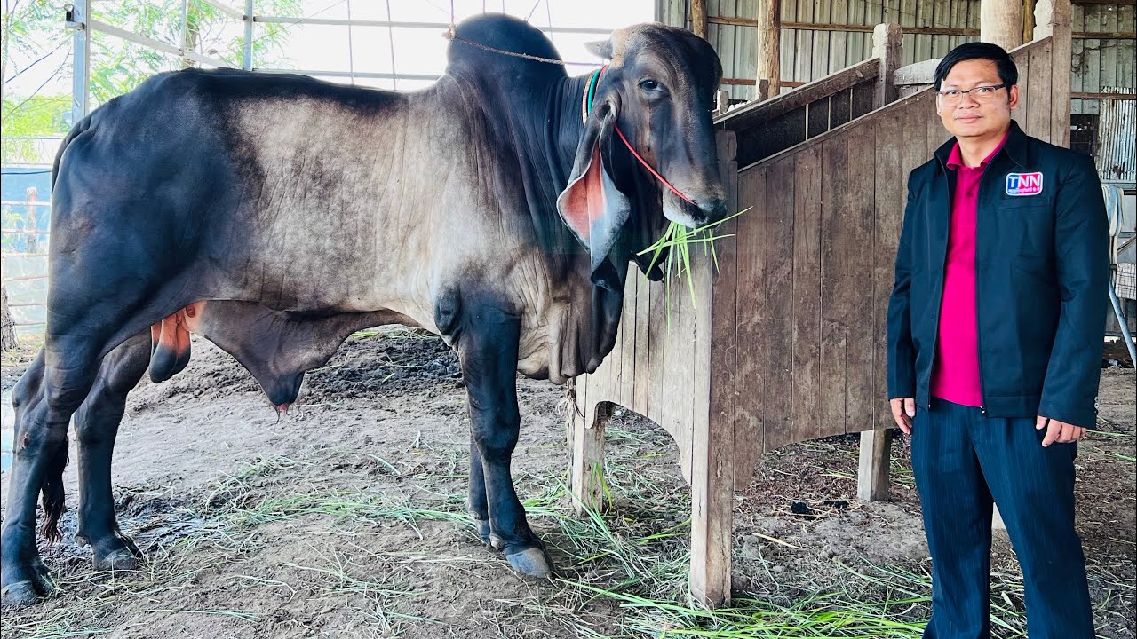គោបា តម្លៃ ជាង ១០ម៉ឺន ដុល្លារ ស្លា.ប់ 