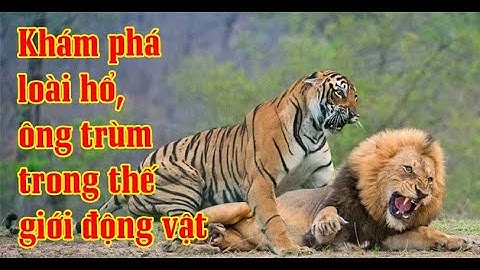 Khu rừng bất ổn: Khám phá loài hổ, thế giới động vật hài hước