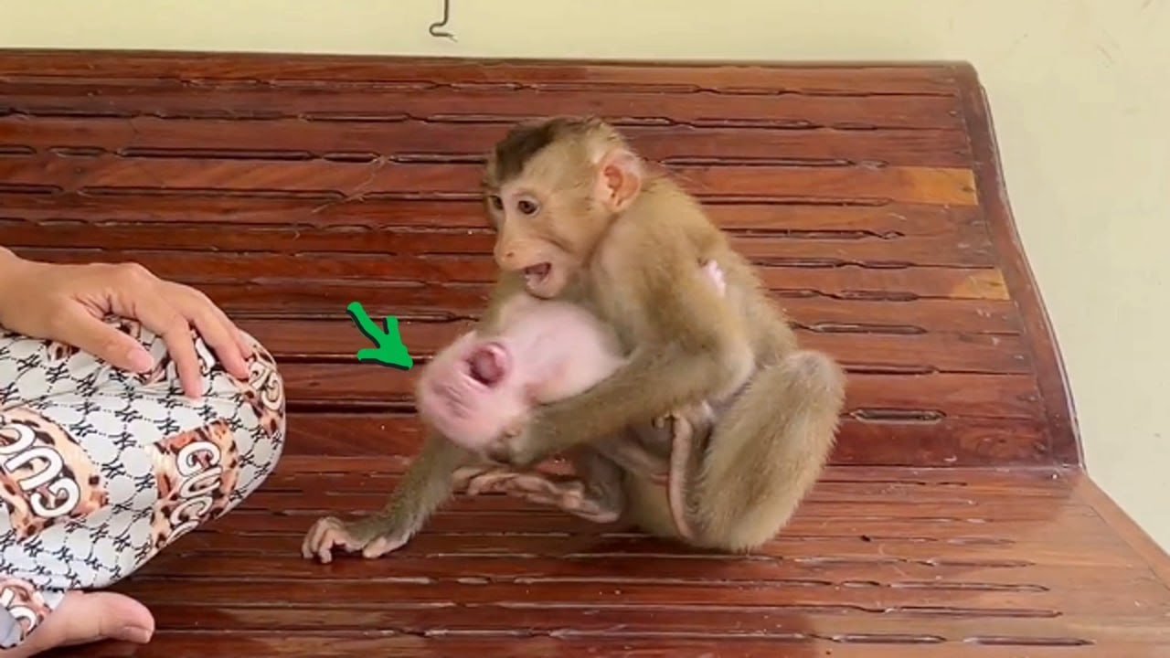 Pavpav Cr-y Tantrum Ask For Help When Jenny Nassty B-te Him