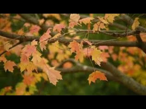 YouTubeでwind wave view and sound feel fresh listing the nature @Graphicsbyhoorを視聴