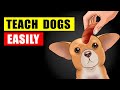 Easy Things to Teach Your Dog