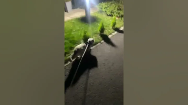 Video 4023121: cat pets, loud cat, pets walking