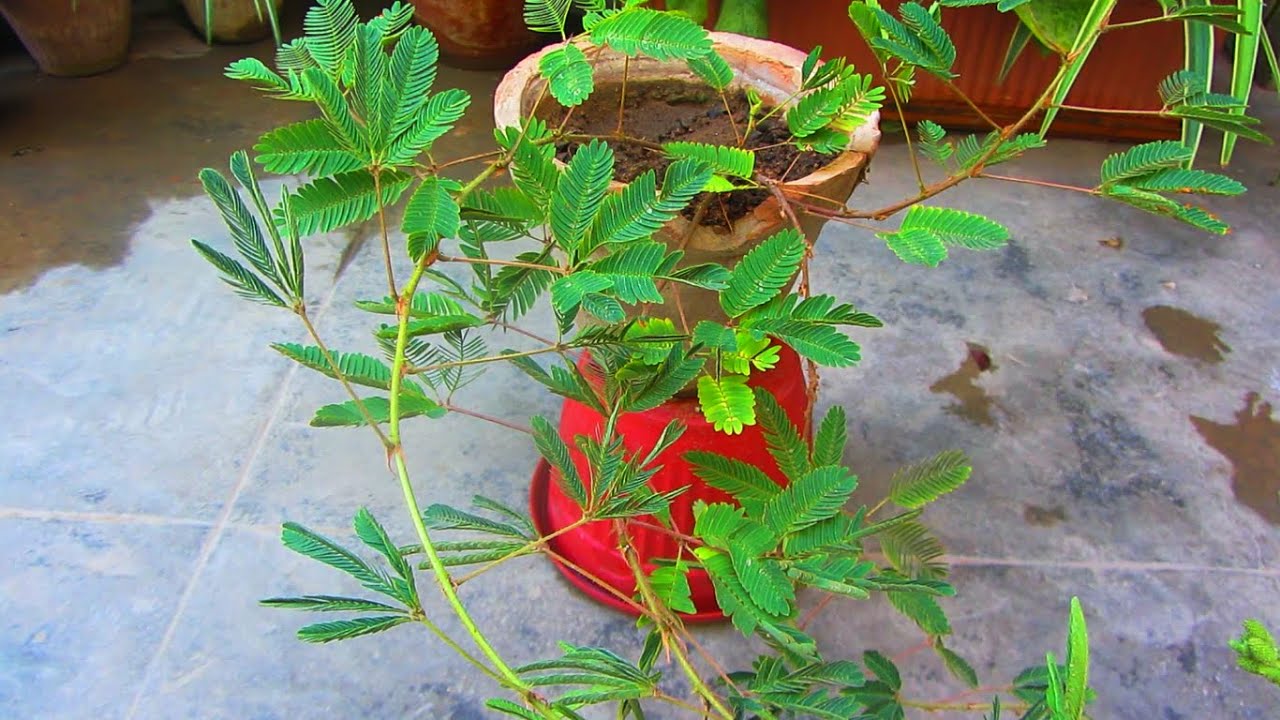 Touch Me Not Plant Care - How To Grow & Care Mimosa Pudica /Chui Mui