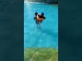adhri first time in swimming pool #swimming #shortvideo #shortsfeed #youtubeshorts