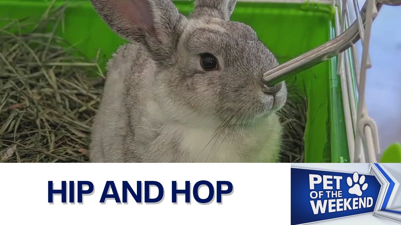 Rabbits up for adoption at Williamson County Regional Animal Shelter FOX 7 Austin YouTube