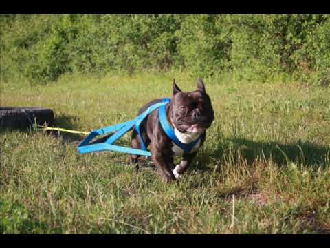 Frankie(French bulldog) weight pull training