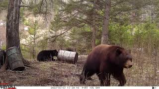 More Big Bears, Chocolate boar