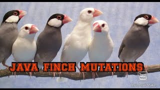 java finch mutations