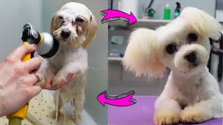 Groomer is Trying to Fix the Owners Hairstyle *puppy cute grooming*