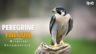 Peregrine falcon - हिन्दी डॉक्यूमेंट्री | Wildlife documentary in Hindi