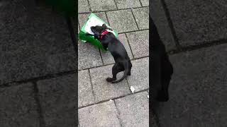Bsl Black Powder Patterdale Terrier Pup Vs Box - Boxcutter Dog On A Leash