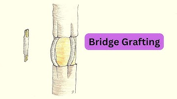 Bridge Grafting