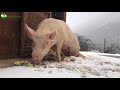 Un día de nieve en Santuario Gaia