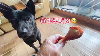 主人吃雞腿給狗狗吃饅頭,狗狗氣得對主人破口大罵,太逗了 主人吃雞腿給狗狗吃饅頭,狗狗氣得對主人破口大罵,太逗了