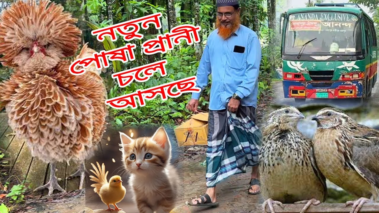 নতুন পো'ষা প্রা'নীকে নিয়ে আসলাম ছাদে❤️❤️🐓