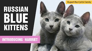 Russian Blue Kittens