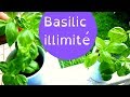 Comment faire pousser du #Basilic illimité ??? En #Balcon, à l'intérieur, en #pot, en appartement...