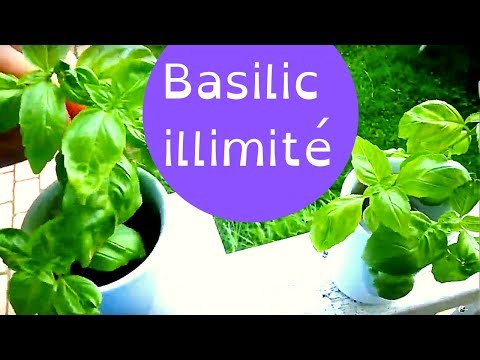 Vidéo: Utilisations du basilic génois - Comment faire pousser des plantes de basilic génois dans le jardin d'herbes aromatiques