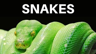 Snake Facts for Kids; Ever Wondered About Snake Facts?