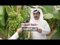 الم زارع الكويتي عيد العازمي يتمكن من زراعة 2000 شجرة موز في الوفرة