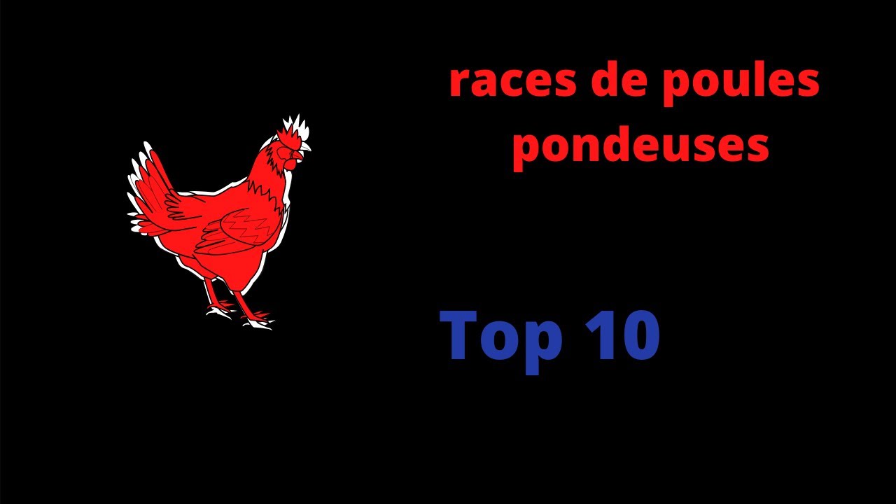 TOP 10 des meilleures poules pondeuses en image. YouTube