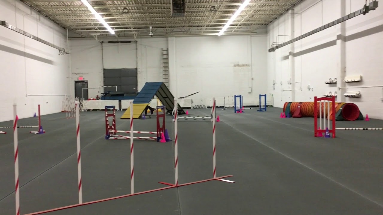 Star Chihuahua Agility - Long course