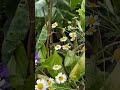 Our Uk Garden July 18th 2025 Our Uk Garden July 18th 2025