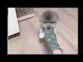 So cute cats best funny cats 2021 777