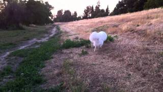 Panda the Great Pyrenees gives a lovely surprise! by Kit Lau 221 views 12 years ago 1 minute, 3 seconds