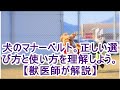 犬のマナーベルト。正しい選び方と使い方を理解しよう。【獣医師が解説】