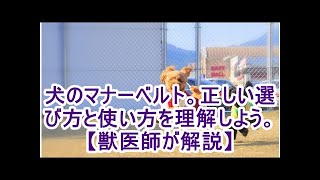 犬のマナーベルト。正しい選び方と使い方を理解しよう。【獣医師が解説】