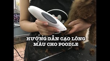 CẠO LÔNG MÁU POODLE TẠI HÀ NỘI - LinoPet.net