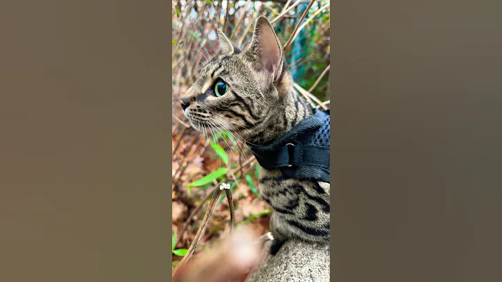 Video 11801051: leopard cat bengalcat, bengal leopard cat, leopard cat wildlife