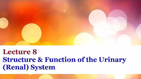 Lecture 8 - Structure & Function of the Urinary (Renal) System