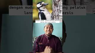 Mengapa Burung Pelatuk Mematuk Pohon?