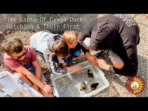 Time-lapse of Cayuga