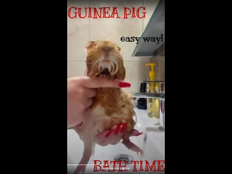 Gine pig nasıl