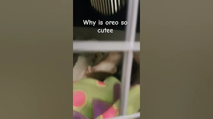 Video 10087271: sphynxcat cutecat cat, sphynx cat cute