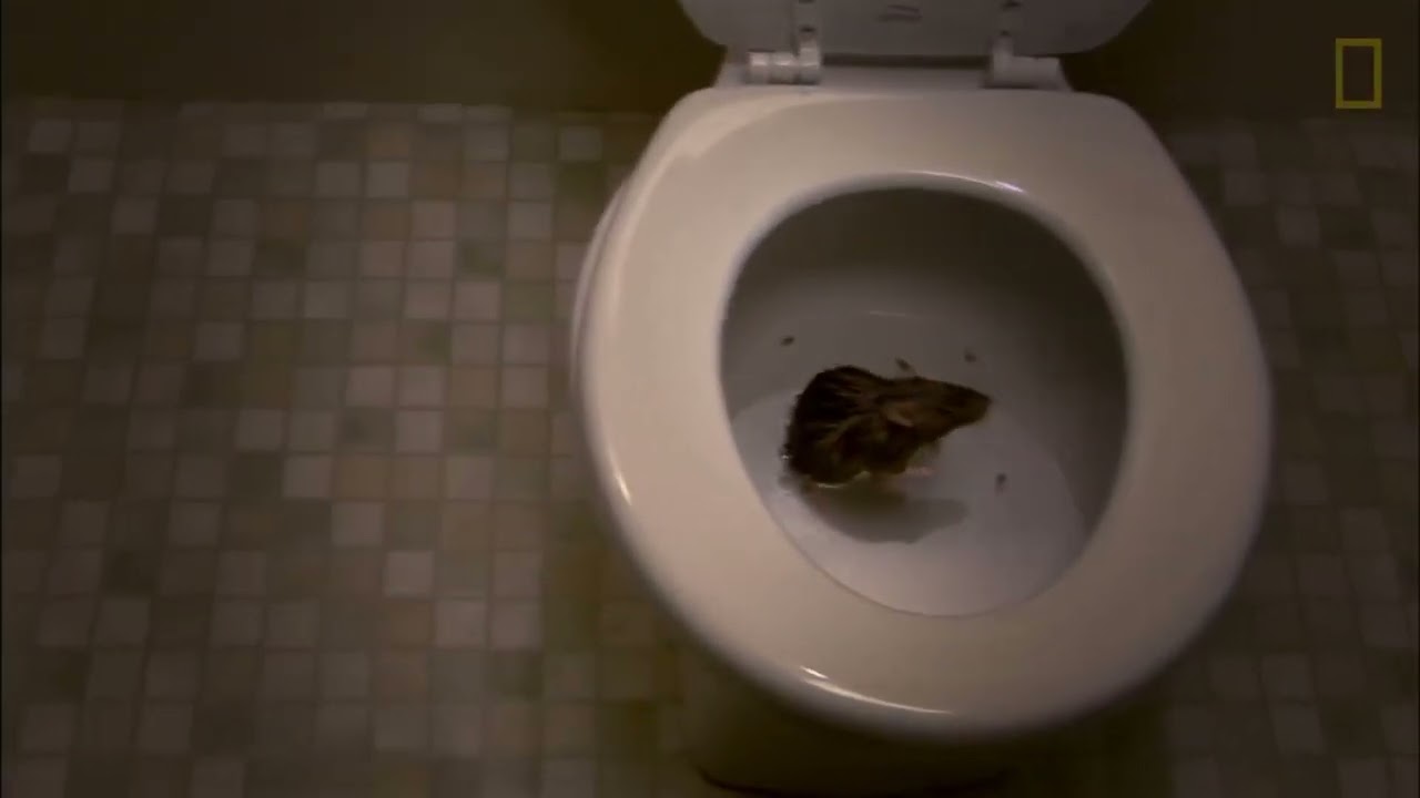 Can Rats Have Toilet Paper As Bedding at Jessica Layton blog