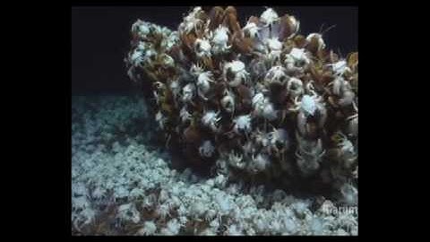 EMSO Presentation Video