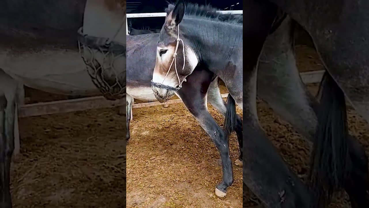 Donkeys Live Among And Horses 87